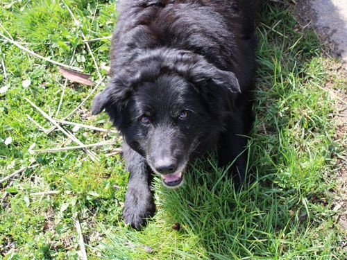 Hofhund Sam Hofhund Sam