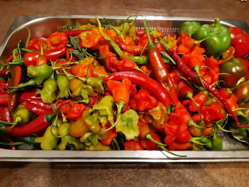 Chillis en masse Chillis en masse