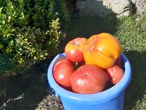 Tomatenernte Tomatenernte
