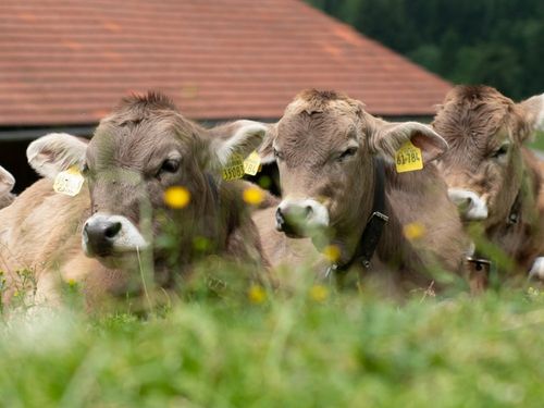 Allgäuer Kühe