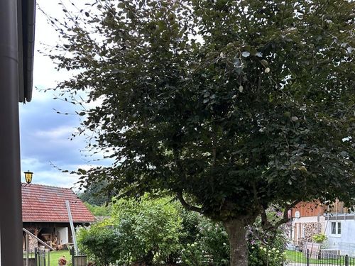 Garten - Rotbuche Garten - Rotbuche