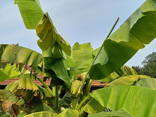 Bananenstauden - Sitzplatz Bananenstauden - Sitzplatz