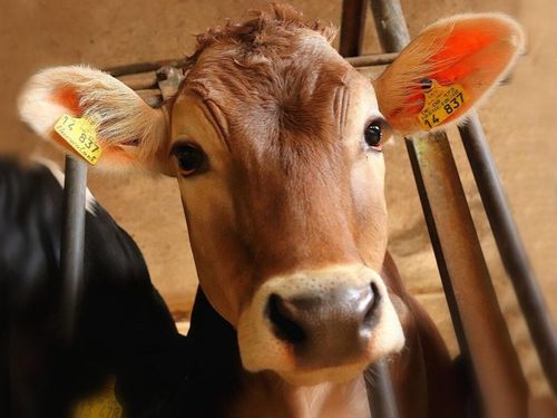 Kalb_im_Stall