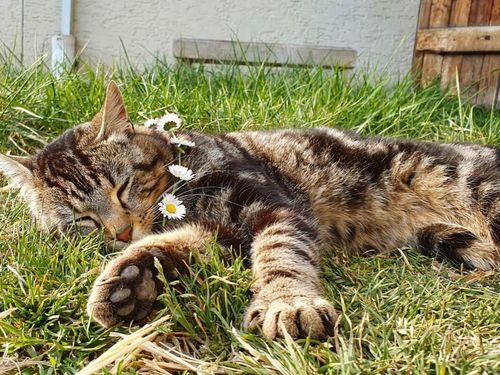 Katze_am_Hof