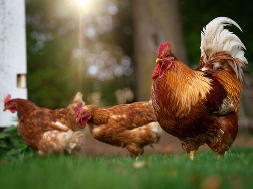 Huhn Huhn