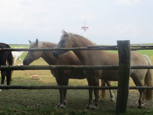 Ponys Ponys