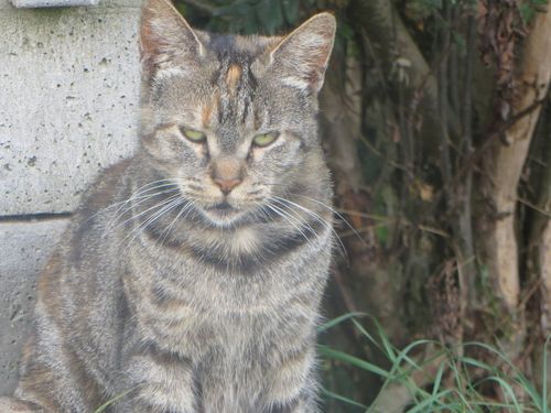 Katze Katze