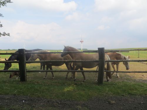 Ponys Ponys