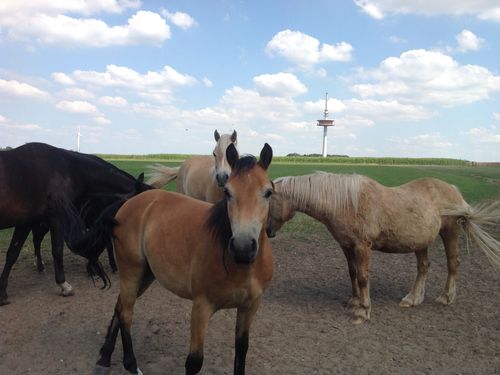 Ponys Ponys