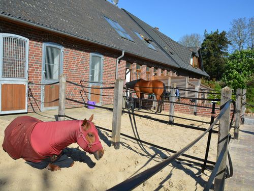 peerhus_doensel_paddock_gastpferde peerhus_doensel_paddock_gastpferde