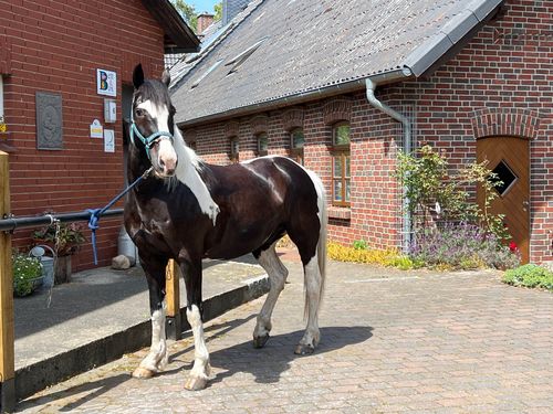 peerhus_doensel_pferd peerhus_doensel_pferd