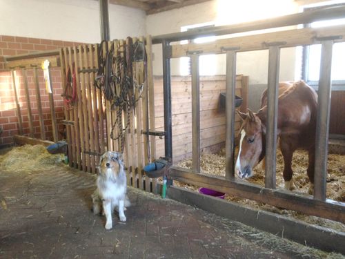peerhus_doensel_hund_und_pferd peerhus_doensel_hund_und_pferd