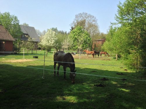 peerhus_doensel_gastpferde_auf_weide peerhus_doensel_gastpferde_auf_weide