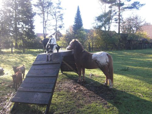 ferienhof heidemann ponys und ziegen auf der weide ferienhof heidemann ponys und ziegen auf der weide