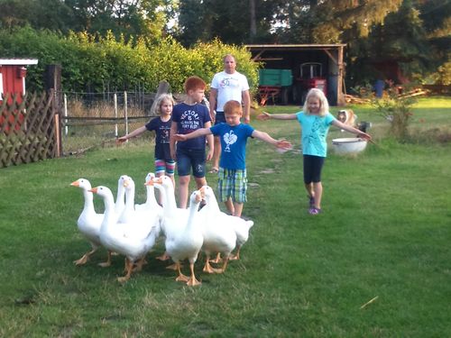ferienhof heidemann kinder und gänse im garten ferienhof heidemann kinder und gänse im garten