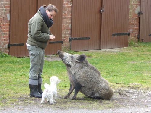 Wassermühle_Stemmen_zahmes_Wildschwein Wassermühle_Stemmen_zahmes_Wildschwein