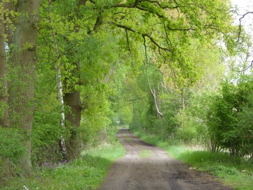 Waldweg Waldweg