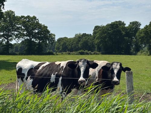 viebenhof kühe auf der Weide viebenhof kühe auf der Weide
