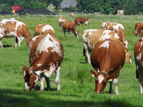 Kühe Kühe