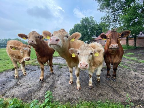 kuhle_auszeite_rinder auf der weide kuhle_auszeite_rinder auf der weide