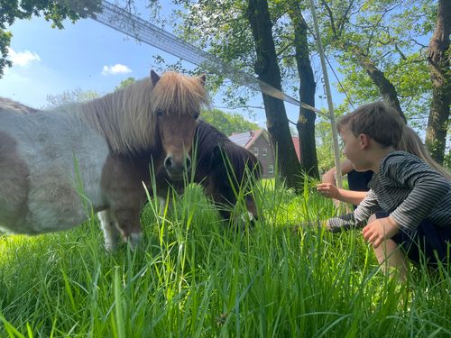 kuhle_auszeit_ kinder füttern ponys auf der weide kuhle_auszeit_ kinder füttern ponys auf der weide