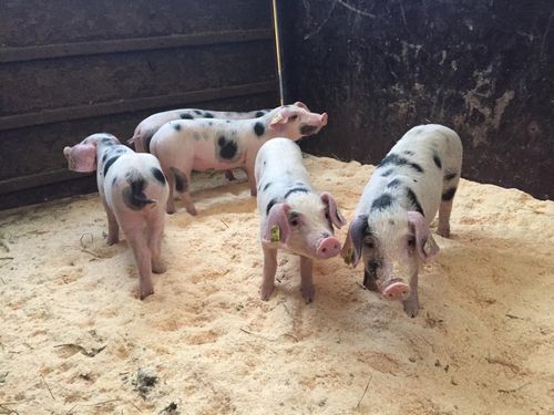 Bentheimer Schweine