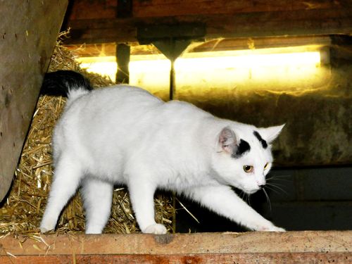 Katze
