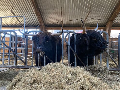 ferienhof janssen rinder im stall