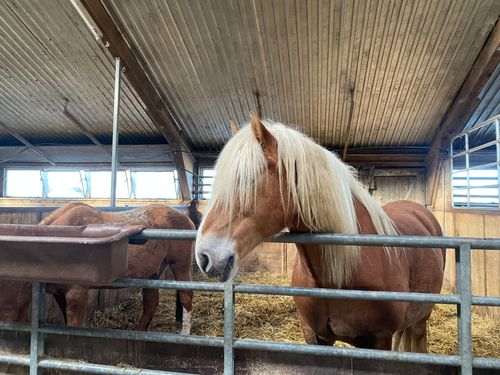 ferienhof janssen pferd im stall