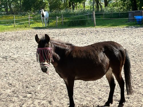 ferienhof_bruns_ponys ferienhof_bruns_ponys