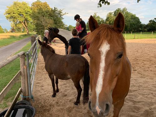 ferienhof_bruns_ponyreiten ferienhof_bruns_ponyreiten