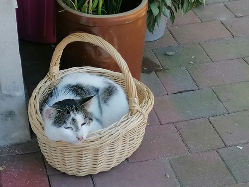 Katze im Korb