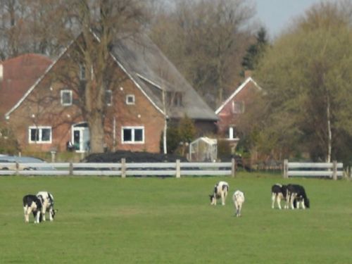 Kuhweide und Hof_Wettwer