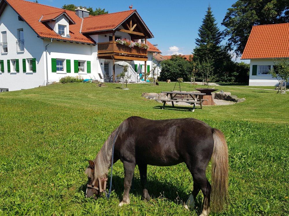 Neue Ferienhaus mit Pony Ebby