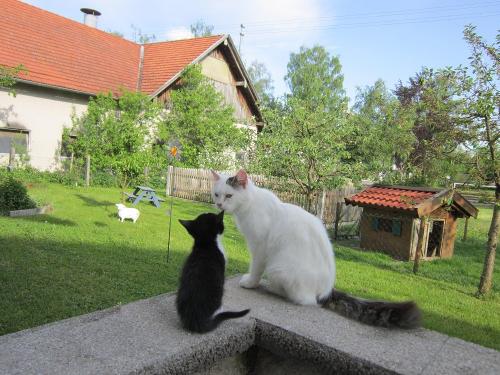 Schmusekatzen
