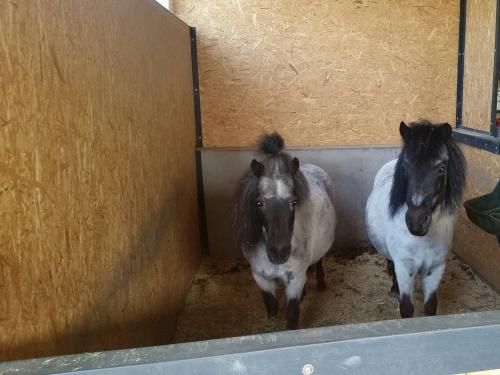 ponys