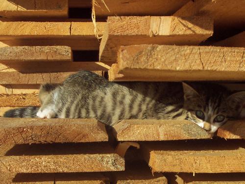 Katze