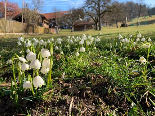 frühling waldhauser hof
