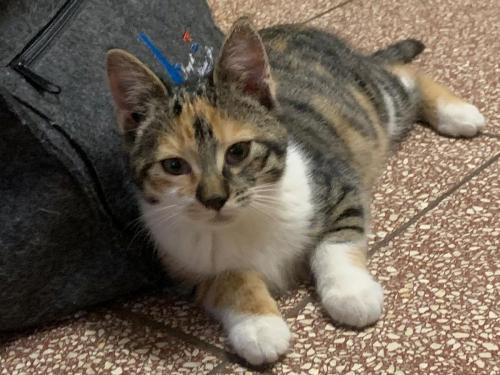 Unsere neue Katze Leni
