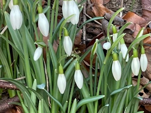 Frühlingsblüher 2026