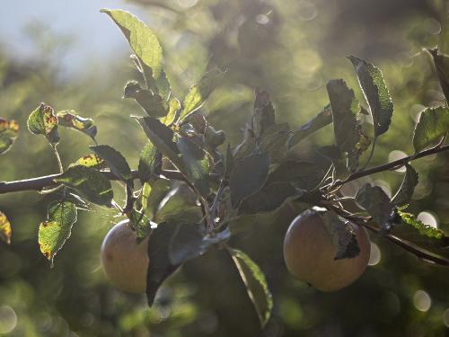 Spalierhecke Spalierhecke