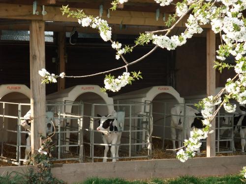 Kälber im Frühling