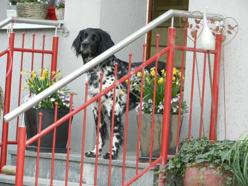 Unser Hofhund Gini.für Kleinkinder geeignet