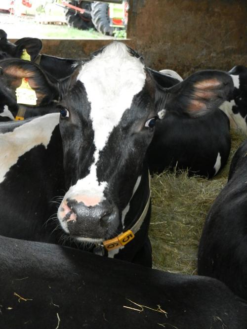 Unsere Kuh Teresse