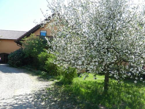 Ferienhaus bei der Apfelblüte