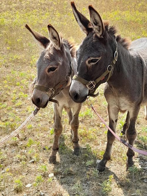 Unsere zwei Zwergesel ,zum ausführen und reiten.