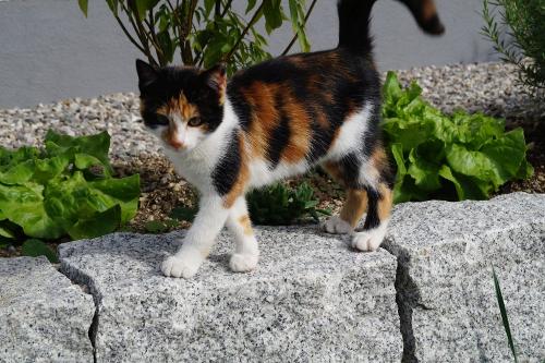 Katze Flecki