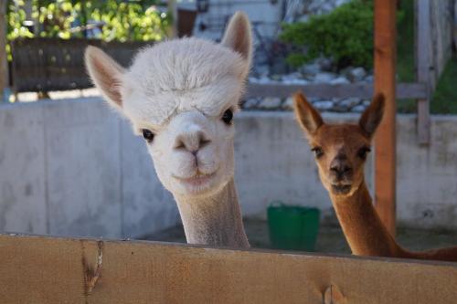 Alpakas Sunny und Tobi