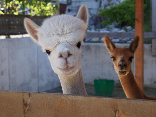 Alpakas Sunny und Tobi