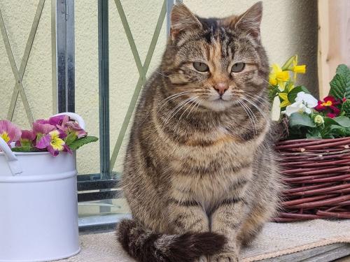 Katzenfreude